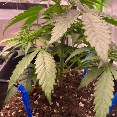 AMG growlog timeline photo