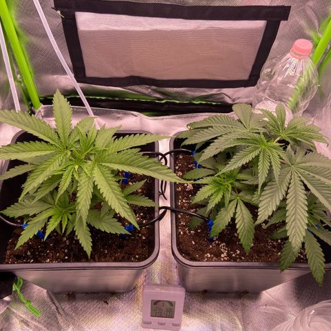 AMG growlog timeline photo