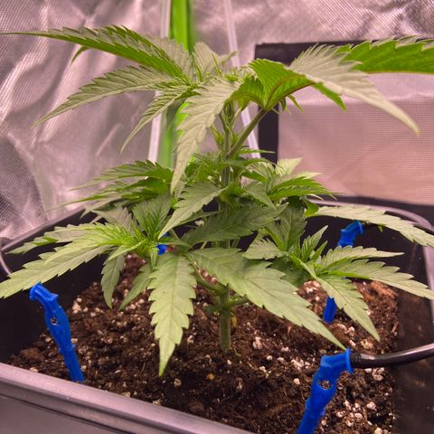 AMG growlog timeline photo