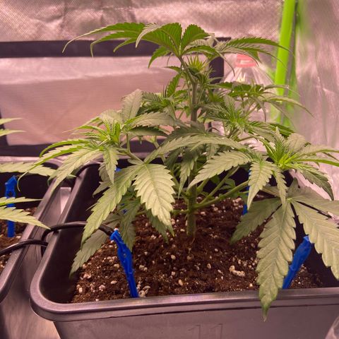 AMG growlog timeline photo