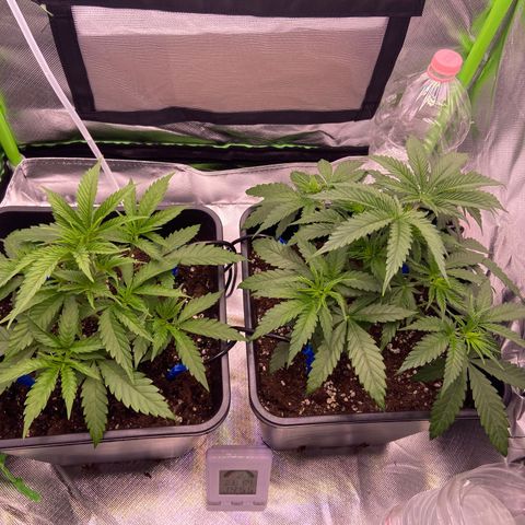 AMG growlog timeline photo
