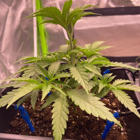 AMG growlog timeline photo