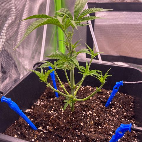AMG growlog photo: Feito limpeza completa e poda top b1 