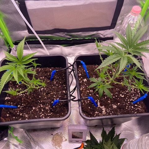 AMG growlog photo: Feito limpeza completa e poda top b1 
