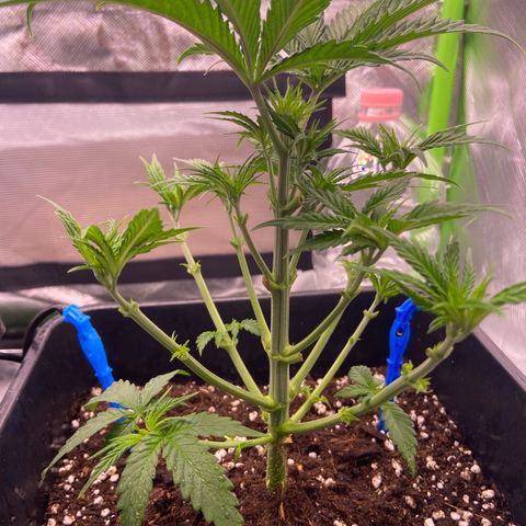 AMG growlog photo: Feito limpeza completa e poda top b1 