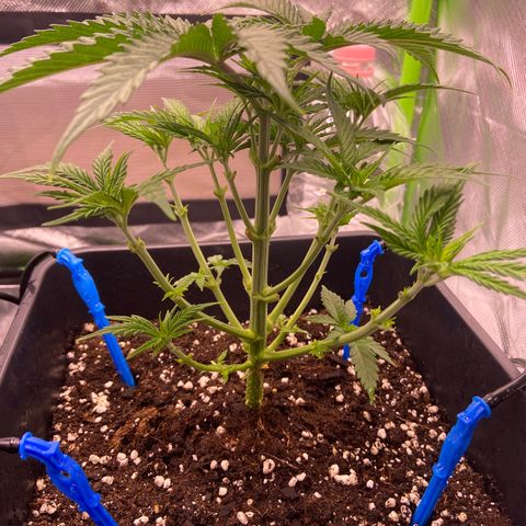 AMG growlog timeline photo
