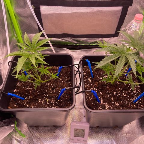 AMG growlog timeline photo