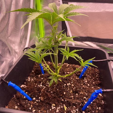 AMG growlog timeline photo