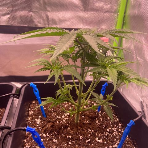 AMG growlog photo: Feito amarras com grampo b1 e b2 