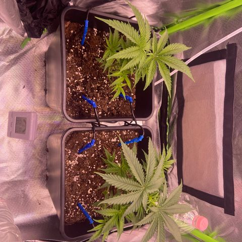 AMG growlog photo: Feito amarras com grampo b1 e b2 