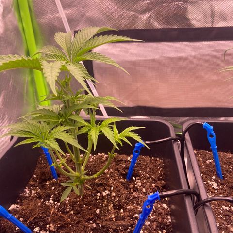 AMG growlog photo: Feito amarras com grampo b1 e b2 