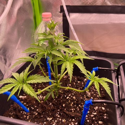 AMG growlog timeline photo