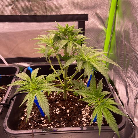 AMG growlog timeline photo