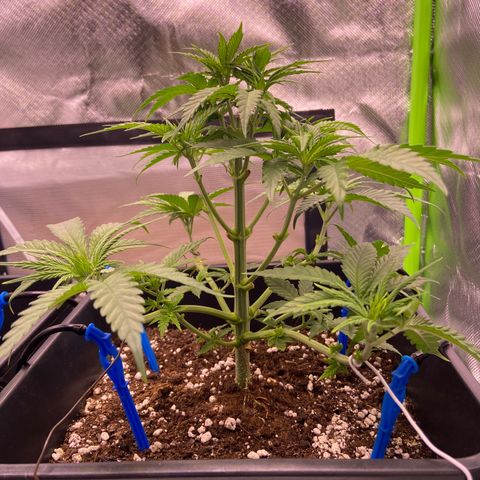 AMG growlog timeline photo