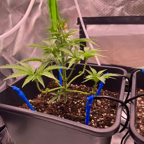 AMG growlog timeline photo