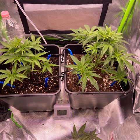 AMG growlog timeline photo