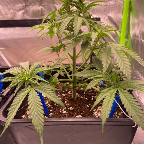 AMG growlog timeline photo