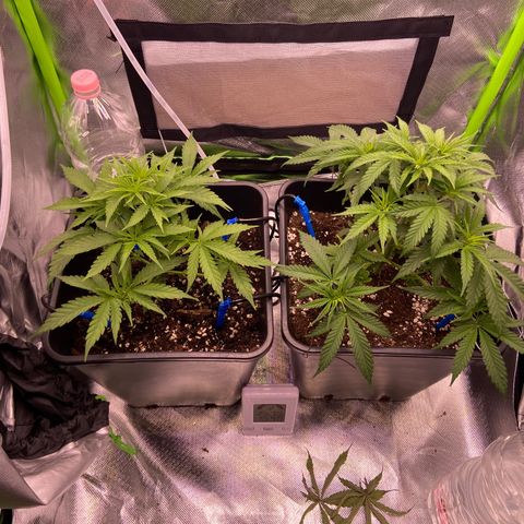 AMG growlog timeline photo
