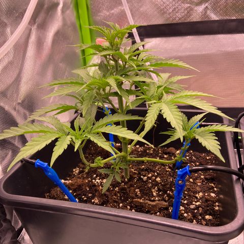 AMG growlog timeline photo
