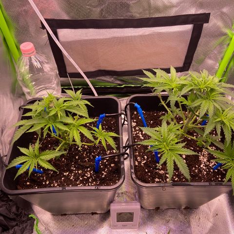 AMG growlog timeline photo