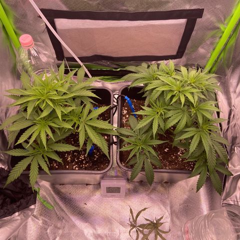 AMG growlog timeline photo