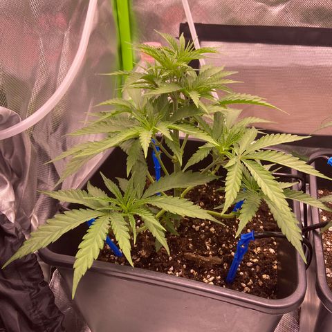 AMG growlog timeline photo