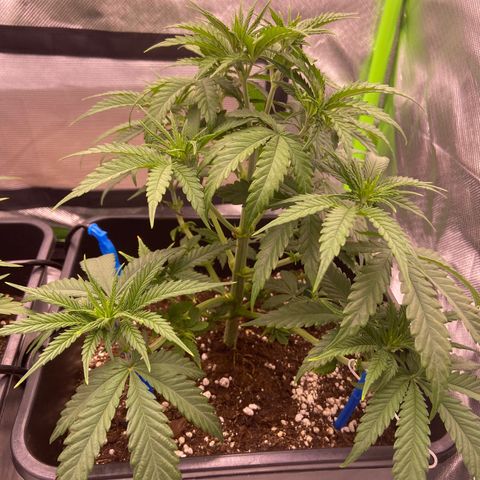 AMG growlog timeline photo