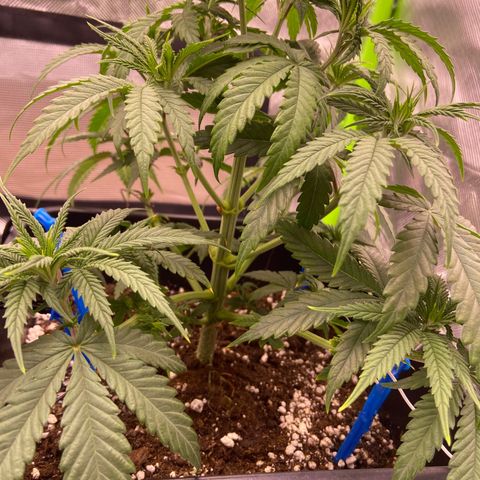 AMG growlog timeline photo