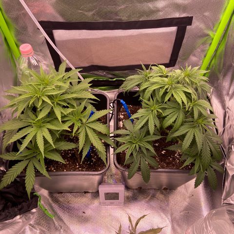 AMG growlog timeline photo