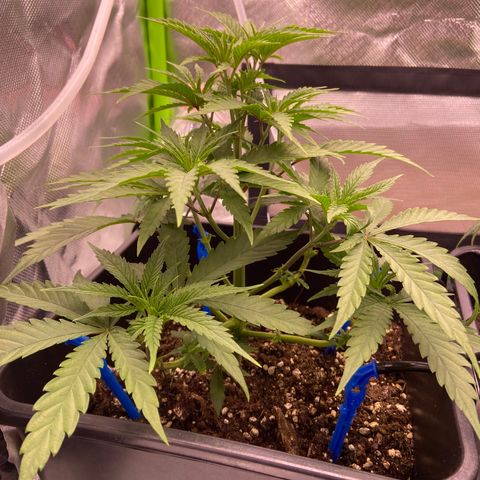 AMG growlog timeline photo