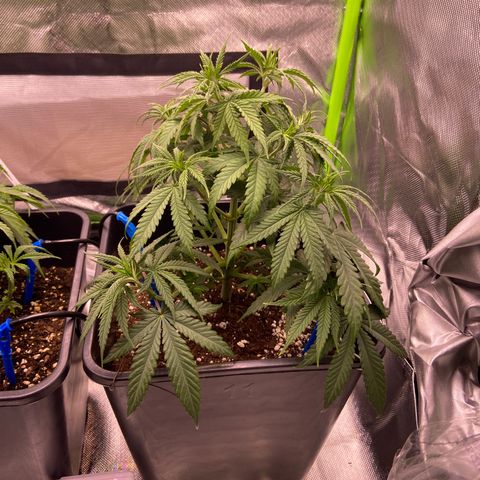 AMG growlog timeline photo