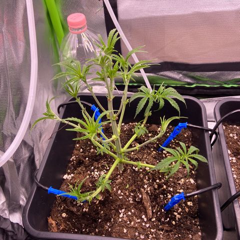AMG growlog timeline photo