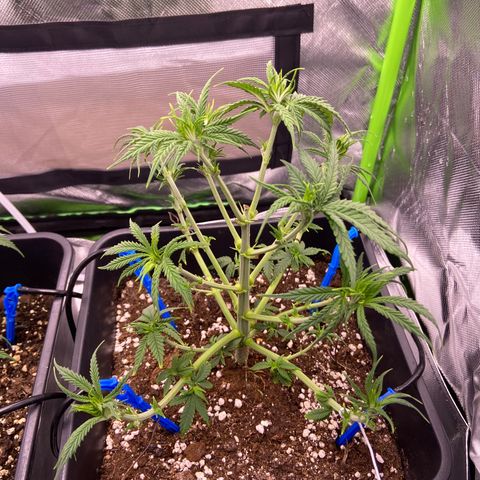 AMG growlog timeline photo