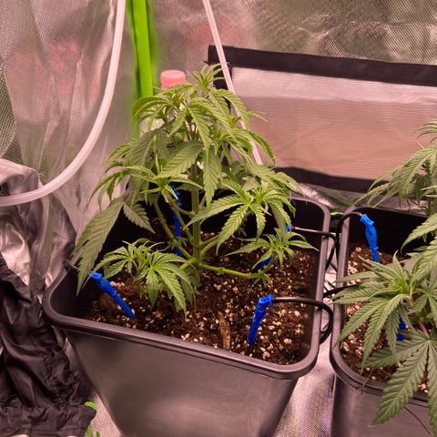 AMG growlog timeline photo