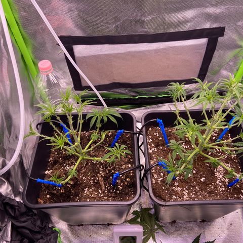 AMG growlog timeline photo