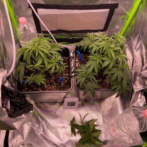 AMG growlog timeline photo