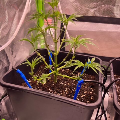 AMG growlog photo: 2 ml de biobizz grow (verde) 
2l de água
1 litro para cada +/-