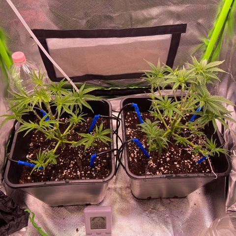 AMG growlog photo: 2 ml de biobizz grow (verde) 
2l de água
1 litro para cada +/-