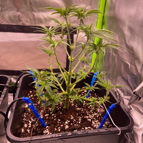 AMG growlog photo: 2 ml de biobizz grow (verde) 
2l de água
1 litro para cada +/-