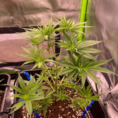 AMG growlog timeline photo