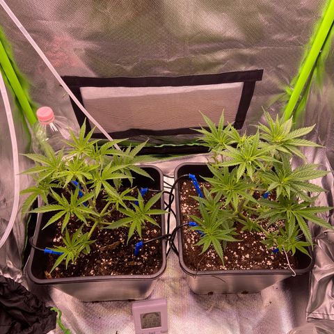 AMG growlog timeline photo