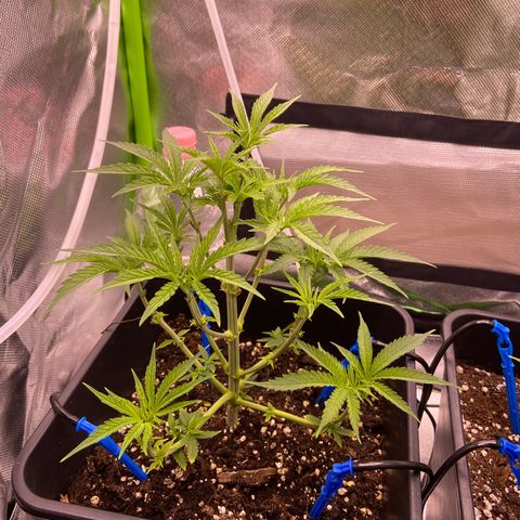AMG growlog timeline photo