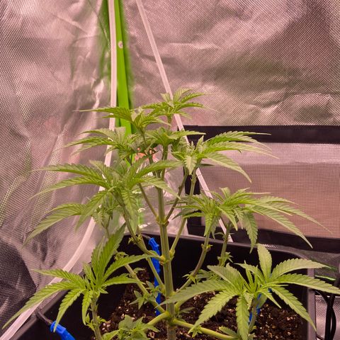 AMG growlog timeline photo