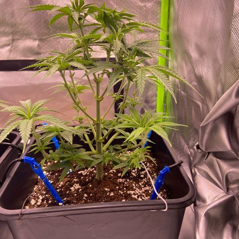 AMG growlog timeline photo