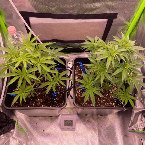 AMG growlog timeline photo