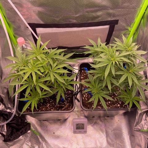 AMG growlog timeline photo