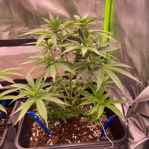 AMG growlog timeline photo