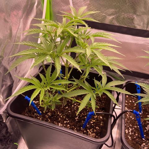 AMG growlog timeline photo