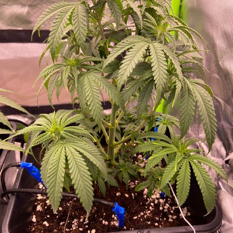 AMG growlog photo: B2 triste, precisa de mais água que b1 
B1 está bem 
