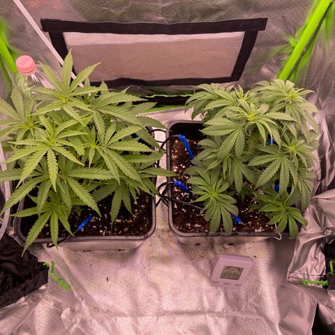 AMG growlog photo: B2 triste, precisa de mais água que b1 
B1 está bem 